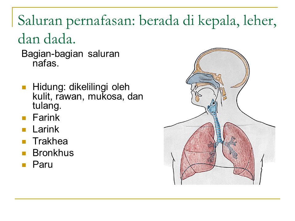 Urutan Organ Pernapasan Pimento